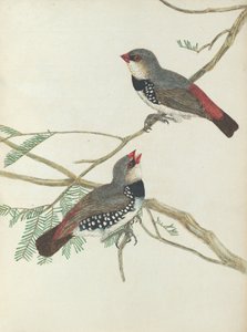 Spotted Grossbeak